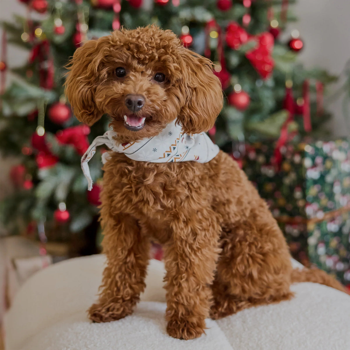 Pet Bandana L/XL - Merry Mix