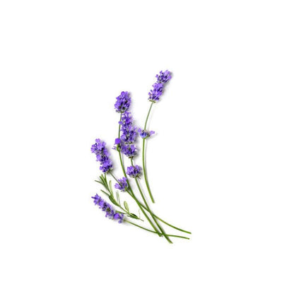 Lavender x Eucalyptus Pocket Hand Sanitizer